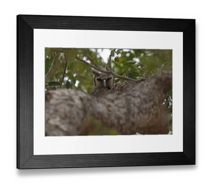 Framed Print : Verreaux's Eagle-owl (Bubo lacteus) adult, perched on branch in tree, Gambia, january