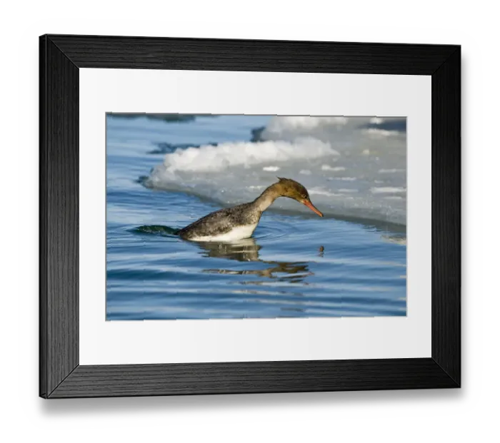 Framed Print : Red-breasted Merganser (Mergus serrator) adult female, diving sequence (two of four), Hokkaido, Japan, winter Framed Print : Red-breasted Merganser (Mergus serrator) adult female, diving sequence (two of four), Hokkaido, Japan, winter