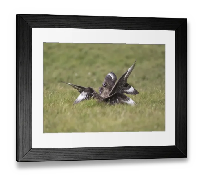 Framed Print : Great Skua (Stercorarius skua) three adults, fighting, Shetland Islands, Scotland, june Framed Print : Great Skua (Stercorarius skua) three adults, fighting, Shetland Islands, Scotland, june
