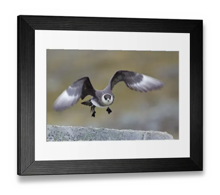 Framed Print : Arctic Skua (Stercorarius parasiticus) pale phase, adult, in flight, taking off from rock, Spitzbergen, Svalbard, july Framed Print : Arctic Skua (Stercorarius parasiticus) pale phase, adult, in flight, taking off from rock, Spitzbergen, Svalbard, july