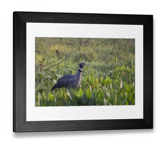 Framed Print : Southern Screamer (Chauna torquata) adult, standing in swamp, Pantanal, Mato Grosso, Brazil