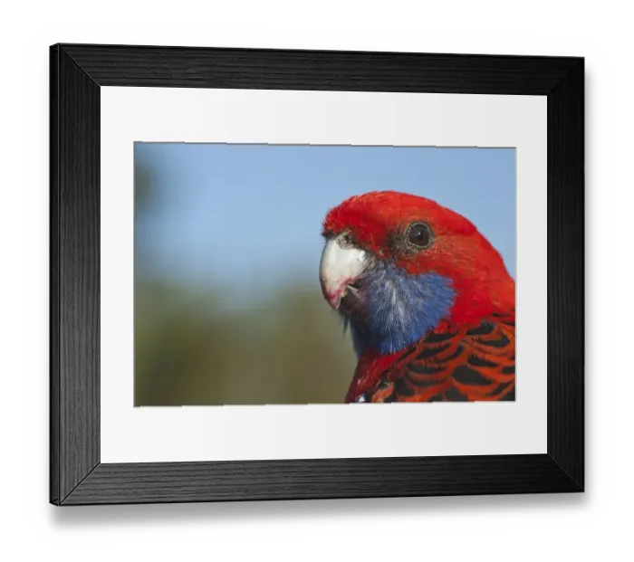 Framed Print : Crimson Rosella (Platycercus elegans) adult, close-up of head, Lamington N. P. Queensland, Australia Framed Print : Crimson Rosella (Platycercus elegans) adult, close-up of head, Lamington N. P. Queensland, Australia