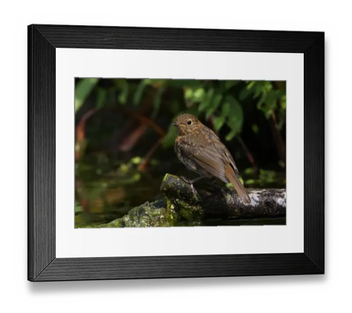 Framed Print : European Robin (Erithacus rubecula) juvenile, perched on branch in pond, Norfolk, England, july Framed Print : European Robin (Erithacus rubecula) juvenile, perched on branch in pond, Norfolk, England, july