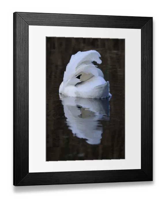 Framed Print : Mute Swan (Cygnus olor) adult, preening on water, Oxfordshire, England, november Framed Print : Mute Swan (Cygnus olor) adult, preening on water, Oxfordshire, England, november