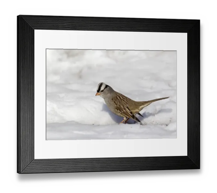 Framed Print : White-crowned Sparrow (Zonotrichia leucophrys) adult, foraging in snow, Bosque del Apache National Wildlife Refuge, New Mexico, U. S. A. december Framed Print : White-crowned Sparrow (Zonotrichia leucophrys) adult, foraging in snow, Bosque del Apache National Wildlife Refuge, New Mexico, U. S. A. december