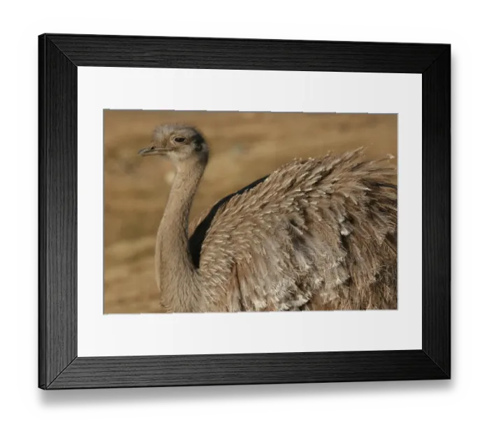 Framed Print : Lesser Rhea (Rhea pennata) adult, in captive breeding centre, Buenos Aires, Argentina, july Framed Print : Lesser Rhea (Rhea pennata) adult, in captive breeding centre, Buenos Aires, Argentina, july