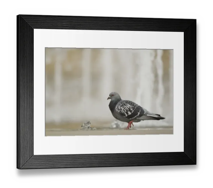 Framed Print : Feral Pigeon (Columba livia) adult, bathing in city centre fountain, Sheffield, South Yorkshire, England, december Framed Print : Feral Pigeon (Columba livia) adult, bathing in city centre fountain, Sheffield, South Yorkshire, England, december
