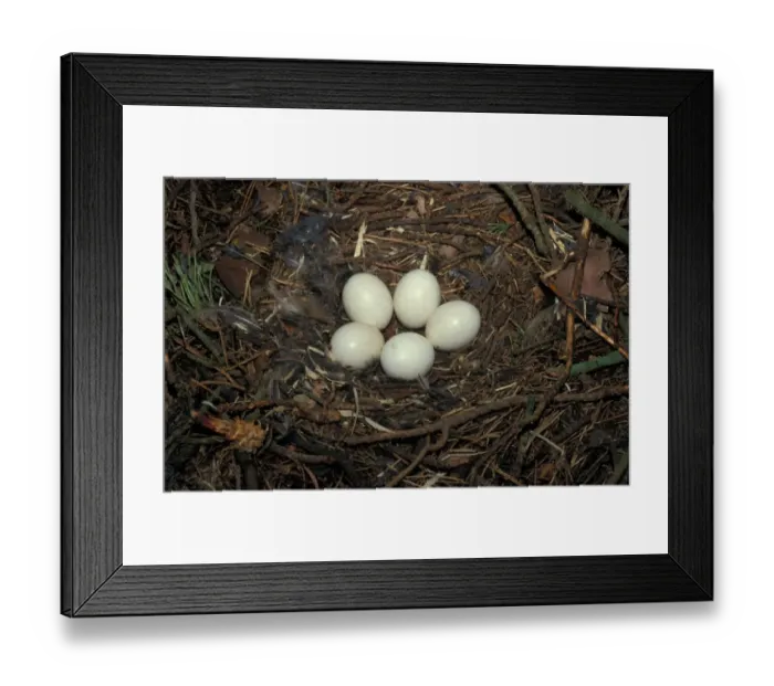 Framed Print : OwlLong-eared (Asio otus) Five eggs in nest Framed Print : OwlLong-eared (Asio otus) Five eggs in nest
