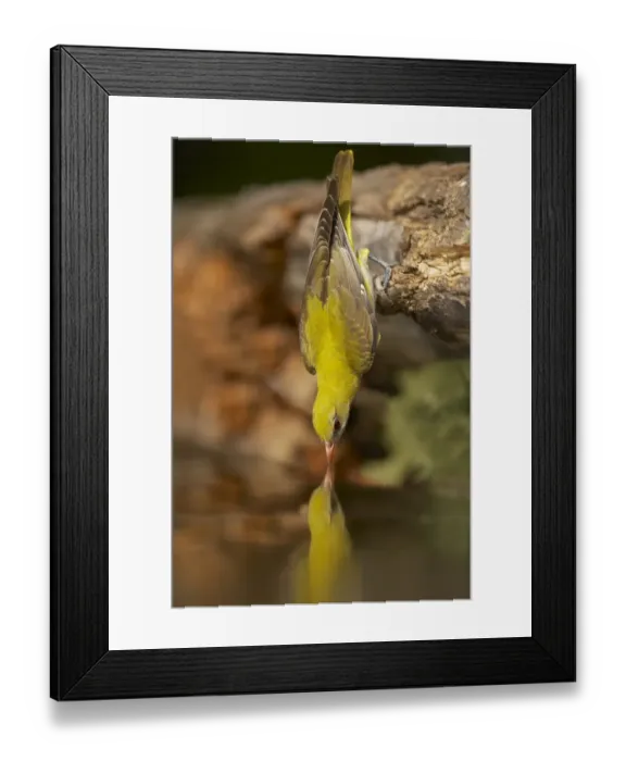 Framed Print : Golden Oriole (Oriolus oriolus) adult female, drinking from forest pool, Hungary Framed Print : Golden Oriole (Oriolus oriolus) adult female, drinking from forest pool, Hungary