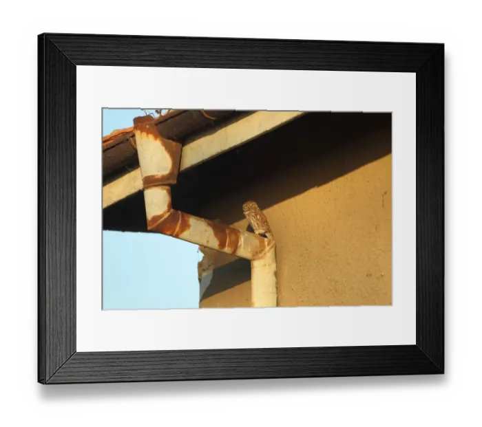Framed Print : Little Owl (Athene noctua) adult, perched on drainpipe, Bulgaria, september Framed Print : Little Owl (Athene noctua) adult, perched on drainpipe, Bulgaria, september