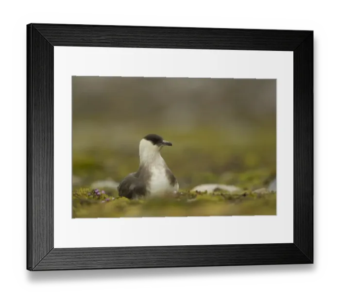 Framed Print : Arctic Skua (Stercorarius parasiticus) light phase, adult, sitting on ground, Svalbard, june Framed Print : Arctic Skua (Stercorarius parasiticus) light phase, adult, sitting on ground, Svalbard, june