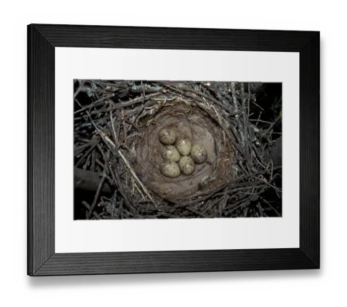 Framed Print : Azure-winged Magpie (Cyanopica cyana) six eggs in nest
