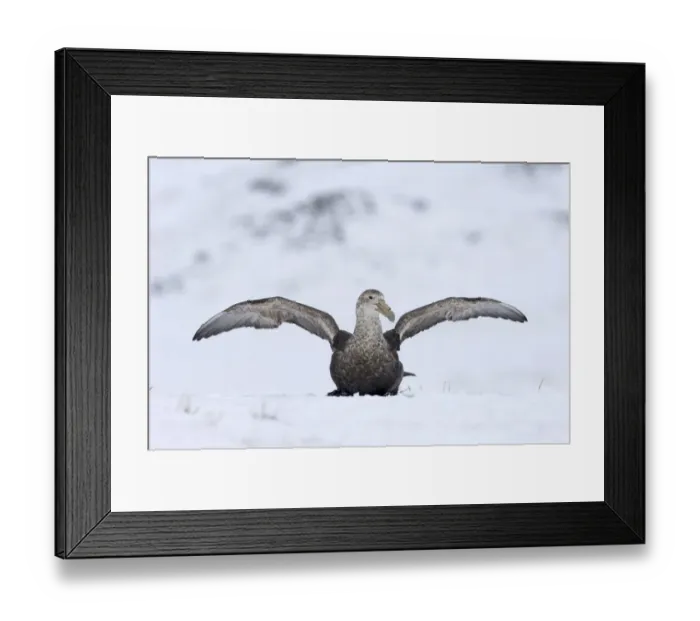 Framed Print : Southern Giant-petrel (Macronectes giganteus) adult, with wings spread, sitting on snow, Half Moon Island, South Shetland Islands, Antarctica, november Framed Print : Southern Giant-petrel (Macronectes giganteus) adult, with wings spread, sitting on snow, Half Moon Island, South Shetland Islands, Antarctica, november
