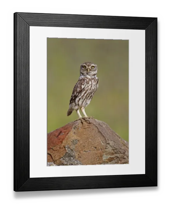 Framed Print : Little Owl (Athene noctua) adult, standing on rock, Extremadura, Spain, april Framed Print : Little Owl (Athene noctua) adult, standing on rock, Extremadura, Spain, april