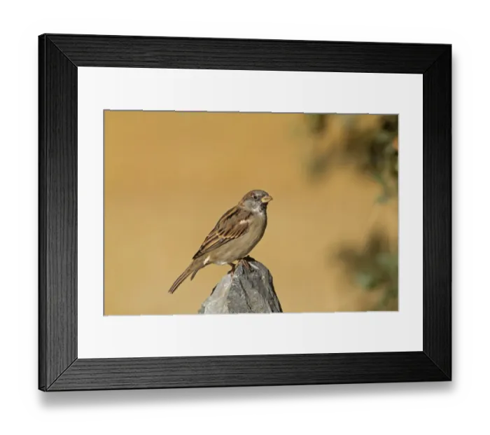 Framed Print : House Sparrow (Passer domesticus) adult male, perched on rock, Northern Spain, september Framed Print : House Sparrow (Passer domesticus) adult male, perched on rock, Northern Spain, september