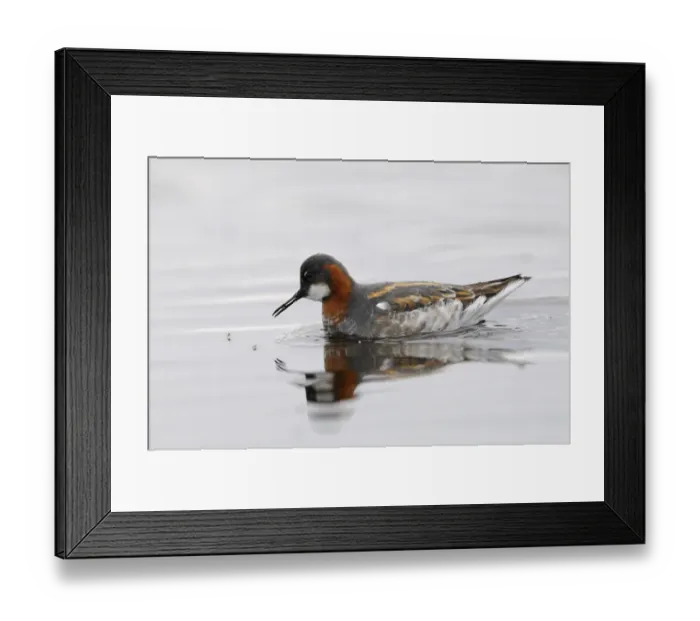 Framed Print : Red-necked Phalarope (Phalaropus lobatus) adult female, breeding plumage, feeding on insects at surface of water, Varanger, Norway, may