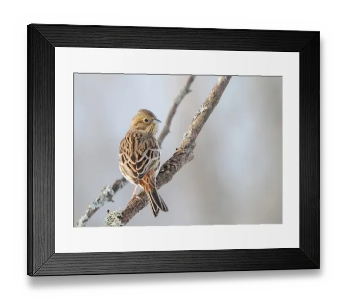 Framed Print : Yellowhammer (Emberiza citrinella) adult female, perched on branch, Sweden, january Framed Print : Yellowhammer (Emberiza citrinella) adult female, perched on branch, Sweden, january