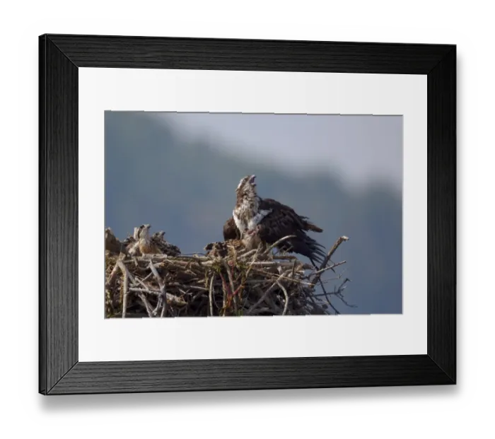Framed Print : Osprey (Pandion haliaetus) adult female with chicks, at nest, Virginia, U. S. A. july Framed Print : Osprey (Pandion haliaetus) adult female with chicks, at nest, Virginia, U. S. A. july