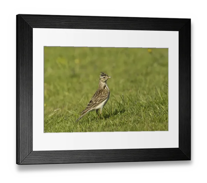 Framed Print : Skylark (Alauda arvensis) adult, with crest raised, foraging in dew covered grassland, Warwickshire, England, june Framed Print : Skylark (Alauda arvensis) adult, with crest raised, foraging in dew covered grassland, Warwickshire, England, june