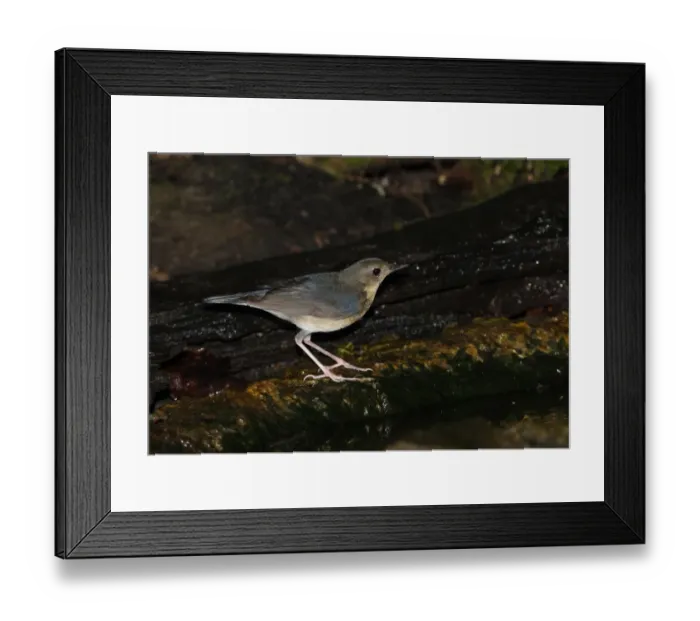 Framed Print : Siberian Blue Robin (Luscinia cyane) immature male, first year plumage, standing at forest pool, Kaeng Krachan N. P. Thailand, november Framed Print : Siberian Blue Robin (Luscinia cyane) immature male, first year plumage, standing at forest pool, Kaeng Krachan N. P. Thailand, november