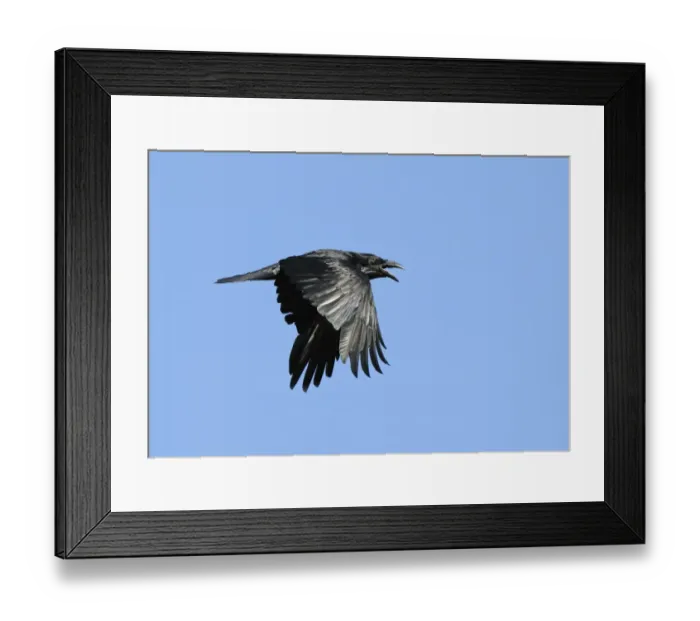 Framed Print : Common Raven (Corvus corax) adult, in flight, calling, Varanger, Norway, may Framed Print : Common Raven (Corvus corax) adult, in flight, calling, Varanger, Norway, may