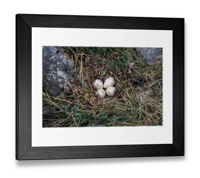 Framed Print : Common Sandpiper (Actitis hypoleucos) four eggs in nest