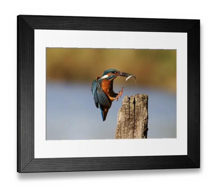Framed Print : Common Kingfisher (Alcedo atthis) adult, in flight, with fish in beak, landing on post, Midlands, England, november Framed Print : Common Kingfisher (Alcedo atthis) adult, in flight, with fish in beak, landing on post, Midlands, England, november