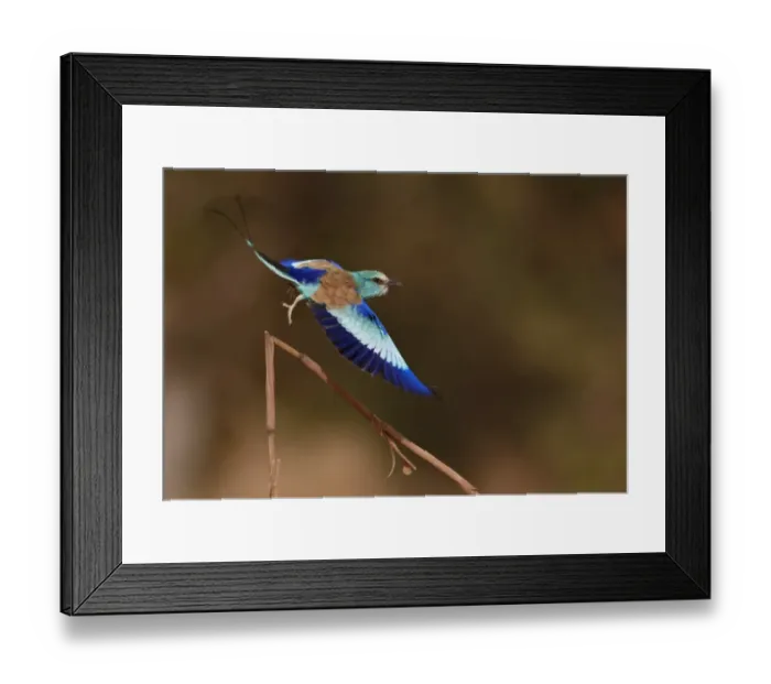Framed Print : Abyssinian Roller (Coracias abyssinica) adult, in flight, taking off from cereal stem, Senegal, january Framed Print : Abyssinian Roller (Coracias abyssinica) adult, in flight, taking off from cereal stem, Senegal, january