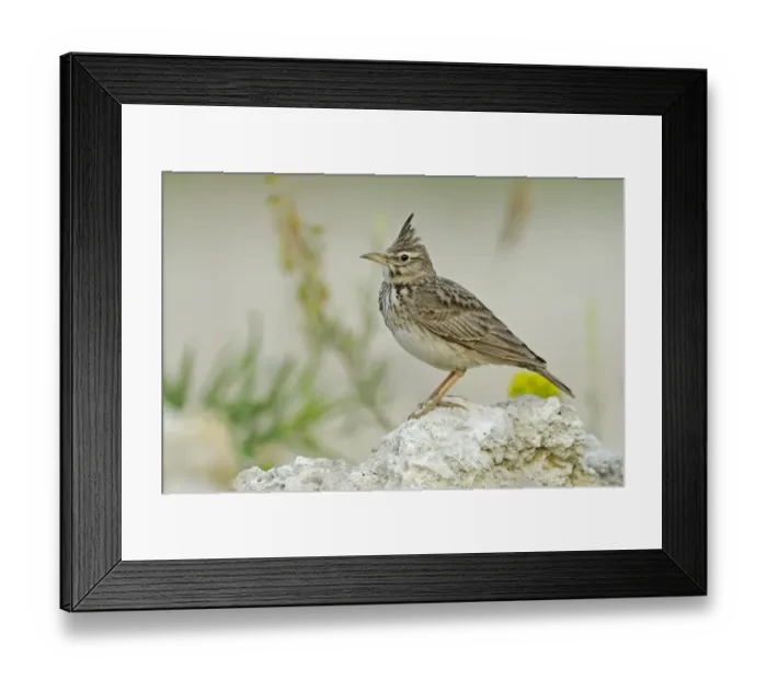 Framed Print : Crested Lark (Galerida cristata) adult, standing on stone, Bulgaria, may Framed Print : Crested Lark (Galerida cristata) adult, standing on stone, Bulgaria, may
