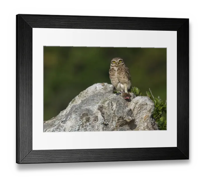 Framed Print : Burrowing Owl (Speotyto cunicularia) adult, feeding on rodent prey, standing on rock, Ilha do Mel, Parana, Brazil Framed Print : Burrowing Owl (Speotyto cunicularia) adult, feeding on rodent prey, standing on rock, Ilha do Mel, Parana, Brazil