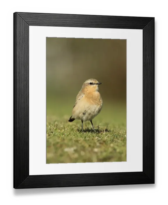 Framed Print : Northern Wheatear (Oenanthe oenanthe) adult female / first winter plumage, standing on short turf, Stanpit Marshes, Dorset, England, october Framed Print : Northern Wheatear (Oenanthe oenanthe) adult female / first winter plumage, standing on short turf, Stanpit Marshes, Dorset, England, october