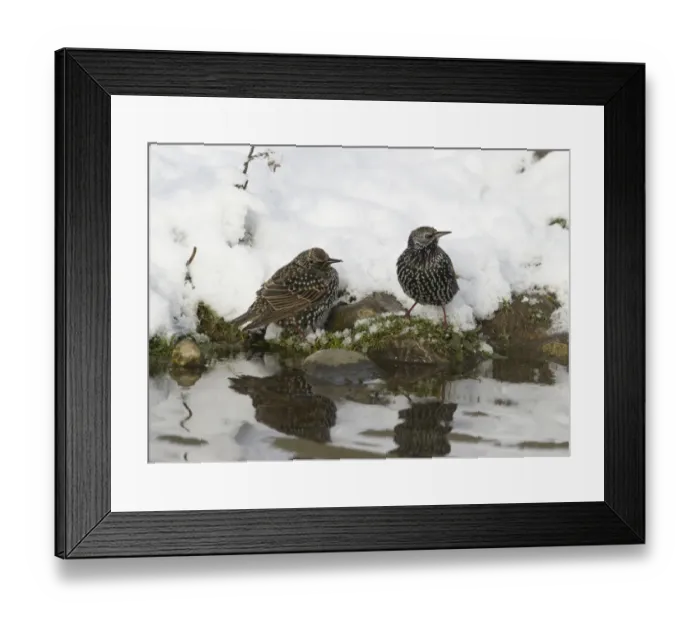 Framed Print : Common Starling (Sturnus vulgaris) two adults, winter plumage, drinking, standing on snow covered bank of pond, Salthouse, Norfolk, England, december Framed Print : Common Starling (Sturnus vulgaris) two adults, winter plumage, drinking, standing on snow covered bank of pond, Salthouse, Norfolk, England, december