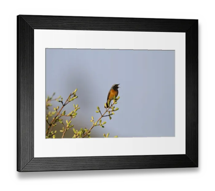 Framed Print : Common Redstart (Phoenicurus phoenicurus) adult male, singing, perched in bush with leafbuds, Shropshire, England, april Framed Print : Common Redstart (Phoenicurus phoenicurus) adult male, singing, perched in bush with leafbuds, Shropshire, England, april