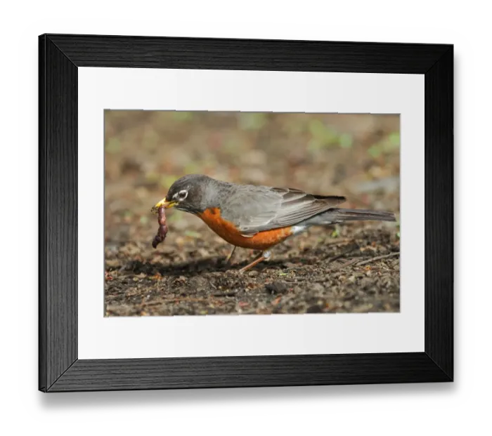 Framed Print : American Robin (Turdus migratorius) adult, feeding on earthworm in city parkland, Central Park, New York, New York State, U. S. A. april Framed Print : American Robin (Turdus migratorius) adult, feeding on earthworm in city parkland, Central Park, New York, New York State, U. S. A. april