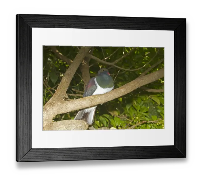 Framed Print : New Zealand Pigeon (Hemiphaga novaeseelandiae) adult, perched on branch, New Zealand, november Framed Print : New Zealand Pigeon (Hemiphaga novaeseelandiae) adult, perched on branch, New Zealand, november
