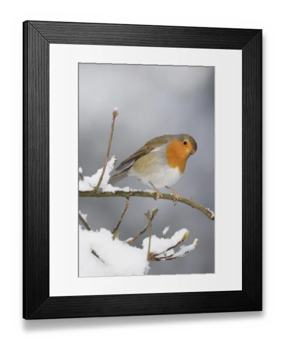 Framed Print : European Robin (Erithacus rubecula) adult, perched on snow covered twig, Yorkshire, England, december Framed Print : European Robin (Erithacus rubecula) adult, perched on snow covered twig, Yorkshire, England, december