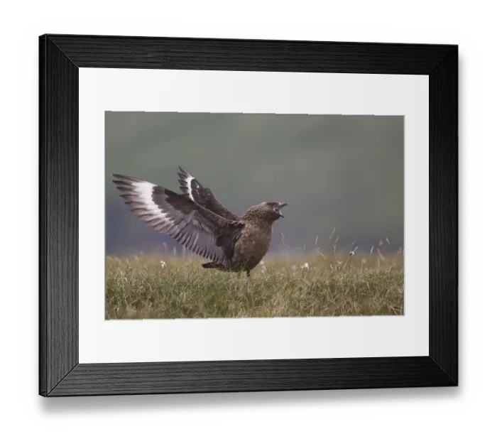 Framed Print : Great Skua (Stercorarius skua) adult, in wing stretch display, Shetland Islands, Scotland, june Framed Print : Great Skua (Stercorarius skua) adult, in wing stretch display, Shetland Islands, Scotland, june