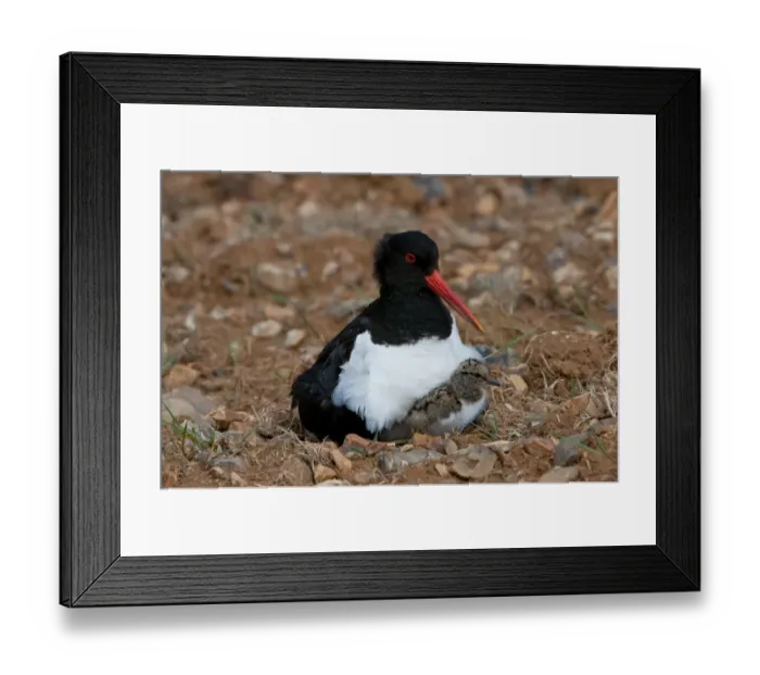 Framed Print : Eurasian Oystercatcher (Haematopus ostralegus) adult with day-old chick, sitting at nest in ploughed breckland, Norfolk, England, may Framed Print : Eurasian Oystercatcher (Haematopus ostralegus) adult with day-old chick, sitting at nest in ploughed breckland, Norfolk, England, may