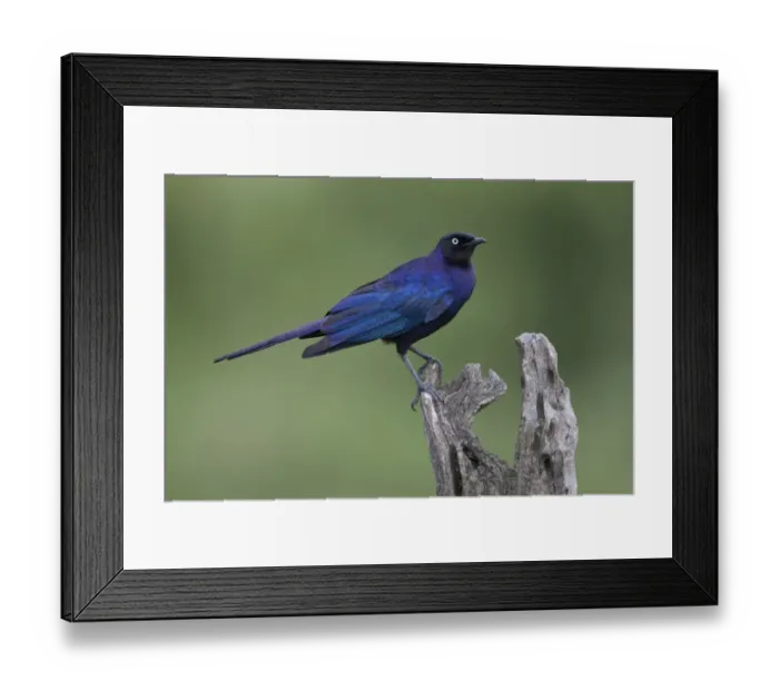 Framed Print : Rueppell's Glossy-starling (Lamprotornis purpuropterus) adult, perched on stump, Serengeti N. P. Tanzania, november Framed Print : Rueppell's Glossy-starling (Lamprotornis purpuropterus) adult, perched on stump, Serengeti N. P. Tanzania, november