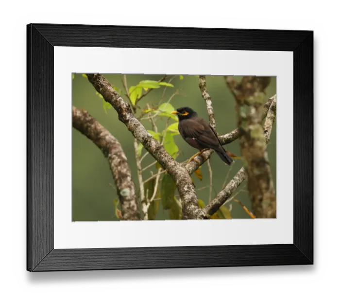 Framed Print : Common Mynah (Acridotheres tristis melanosturnus) endemic race, adult, perched on branch, Sri Lanka, december Framed Print : Common Mynah (Acridotheres tristis melanosturnus) endemic race, adult, perched on branch, Sri Lanka, december