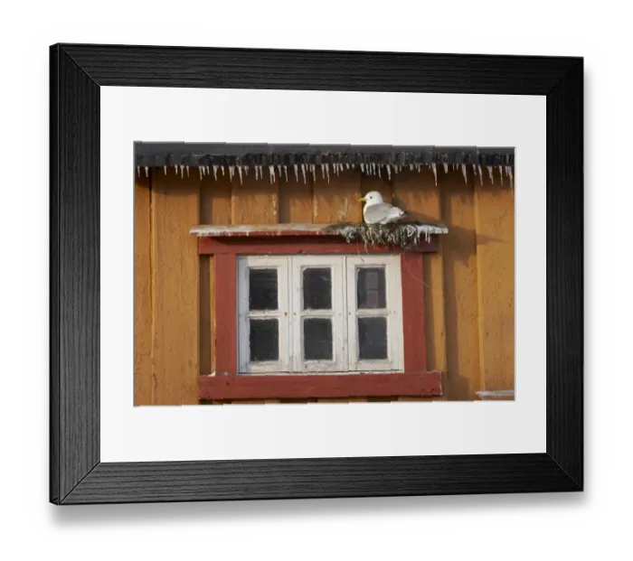 Framed Print : Kittiwake (Rissa tridactyla) adult, nesting on ledge over window, on building with icicles, Vardo, Finnmark, Norway Framed Print : Kittiwake (Rissa tridactyla) adult, nesting on ledge over window, on building with icicles, Vardo, Finnmark, Norway