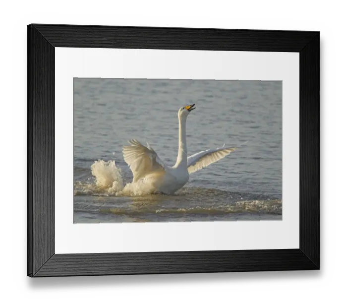Framed Print : Whooper Swan (Cygnus cygnus) adult, displaying on water to chase off rival, Ouse Washes, Norfolk, England, february Framed Print : Whooper Swan (Cygnus cygnus) adult, displaying on water to chase off rival, Ouse Washes, Norfolk, England, february