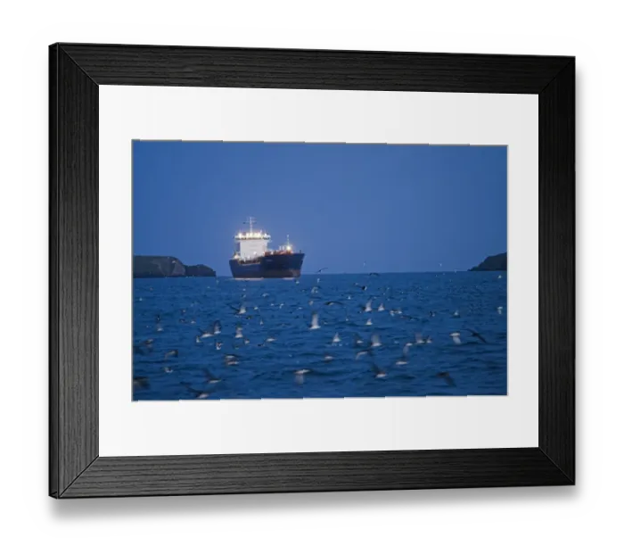 Framed Print : Manx Shearwater (Puffinus puffinus) flock, in flight, gathering on sea with ship at dusk, St. Bride's Bay, off Skomer Island, Pembrokeshire, Wales, july