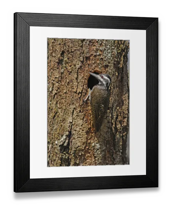 Framed Print : Bearded Woodpecker (Dendropicos namaquus) adult female, at nesthole in tree trunk, Kenya