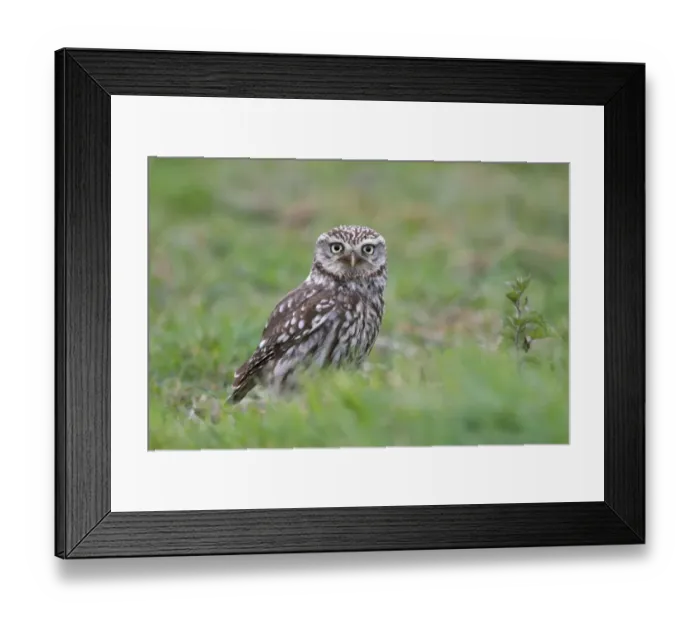 Framed Print : Little Owl (Athene noctua) adult, standing in grass on meadow, Leicestershire, England, may Framed Print : Little Owl (Athene noctua) adult, standing in grass on meadow, Leicestershire, England, may