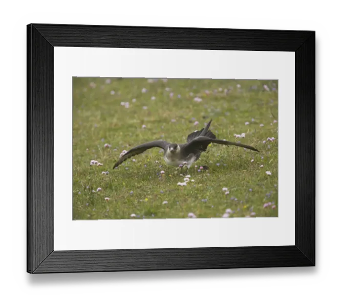 Framed Print : Arctic Skua (Stercorarius parasiticus) pale phase, adult, in threatening display on ground, Mousa Island, Shetland Islands, Scotland Framed Print : Arctic Skua (Stercorarius parasiticus) pale phase, adult, in threatening display on ground, Mousa Island, Shetland Islands, Scotland