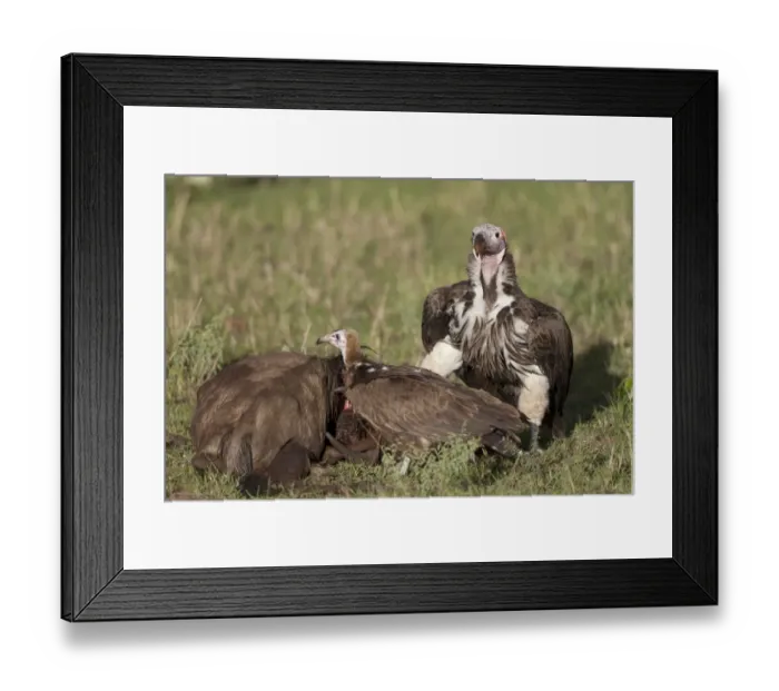 Framed Print : Lappet-faced Vulture (Torgos tracheliotus) adult, and Hooded Vulture (Necrosyrtes monachus) immature, feeding, scavenging at Blue Wildebeest (Connochaetus taurinus) carcass, Serengeti N. P. Tanzania, november Framed Print : Lappet-faced Vulture (Torgos tracheliotus) adult, and Hooded Vulture (Necrosyrtes monachus) immature, feeding, scavenging at Blue Wildebeest (Connochaetus taurinus) carcass, Serengeti N. P. Tanzania, november