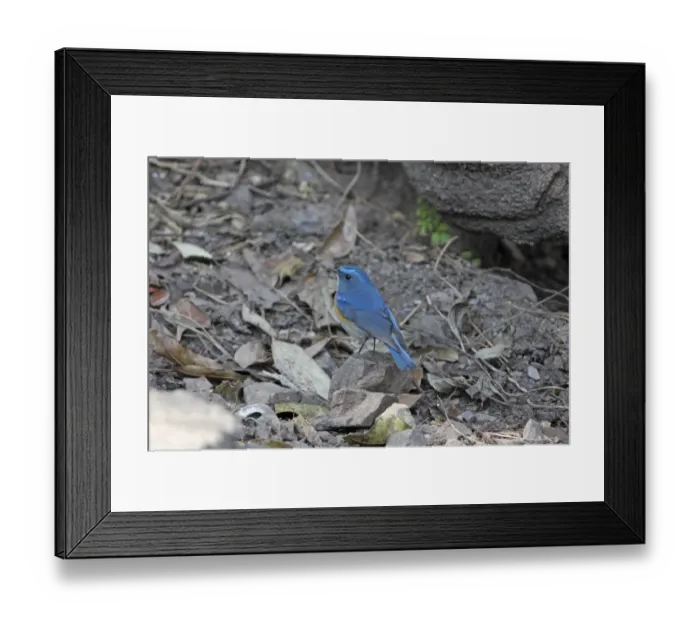 Framed Print : Himalayan Orange-flanked Bush-robin (Tarsiger cyanurus rufilatus) adult male, standing on stone, Sattal, Uttarakhand, India, february Framed Print : Himalayan Orange-flanked Bush-robin (Tarsiger cyanurus rufilatus) adult male, standing on stone, Sattal, Uttarakhand, India, february