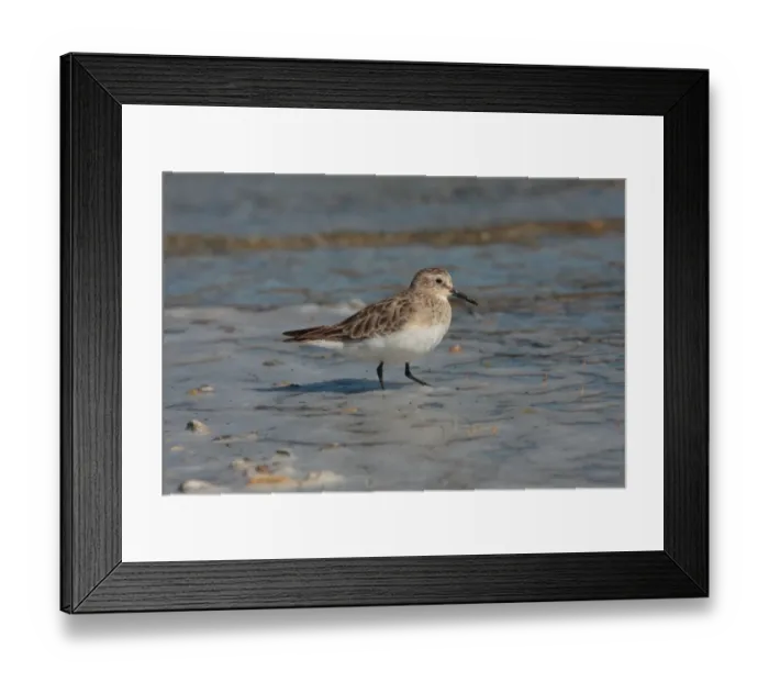 Framed Print : Baird's Sandpiper (Calidris bairdii) adult, wading in shallow water, Estancia la Angostura, Santa Cruz, Argentina, november Framed Print : Baird's Sandpiper (Calidris bairdii) adult, wading in shallow water, Estancia la Angostura, Santa Cruz, Argentina, november