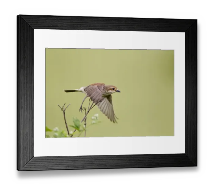 Framed Print : Red-backed Shrike (Lanius collurio) adult female, in flight, taking off from stem, Bulgaria, may Framed Print : Red-backed Shrike (Lanius collurio) adult female, in flight, taking off from stem, Bulgaria, may